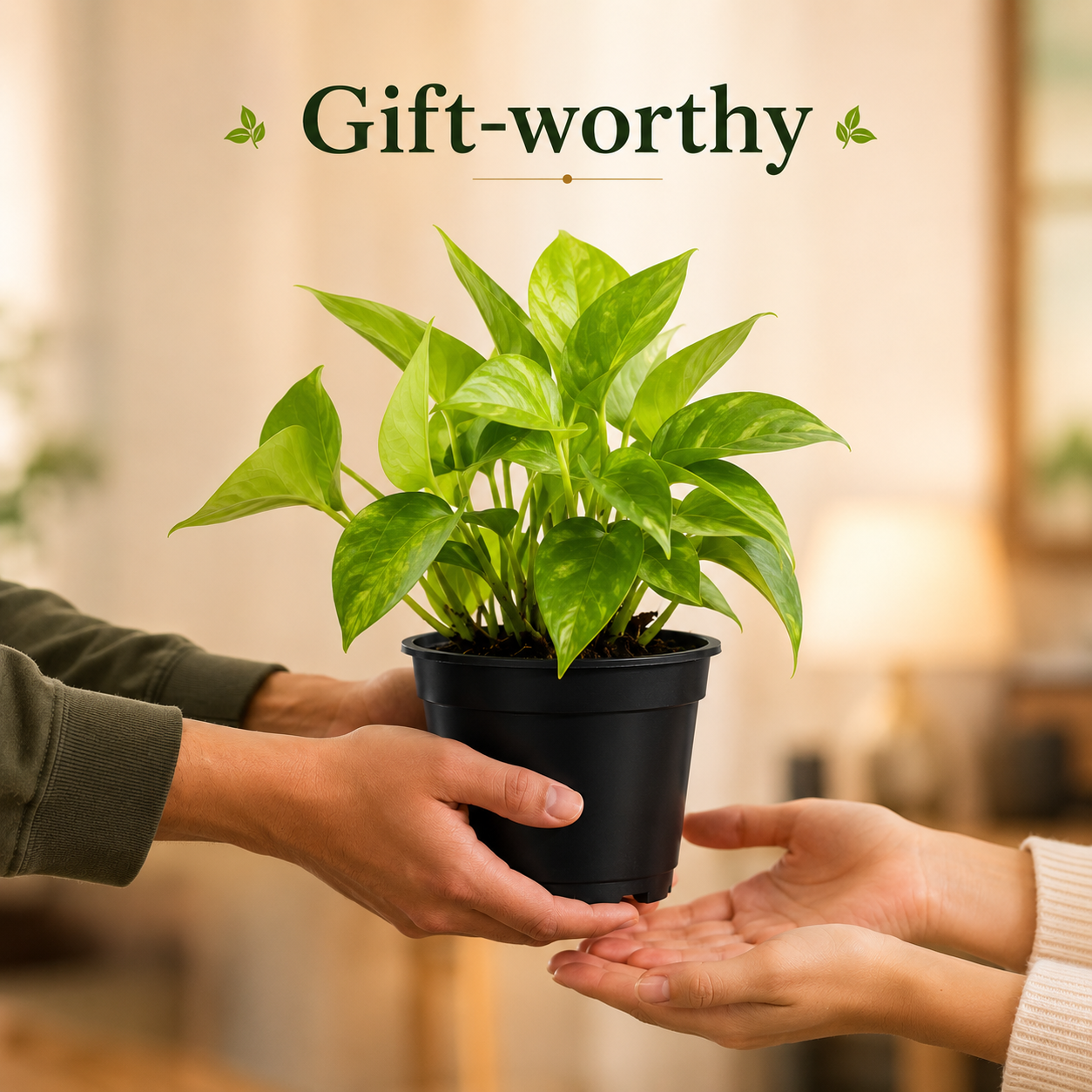 Money Plant (Epipremnum aureum) Live Plant for Indoor Home and Office Decor